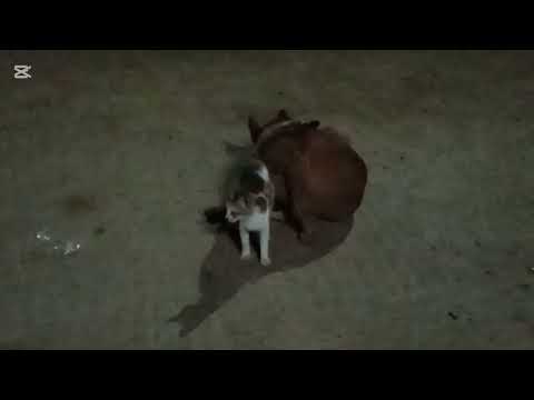 Cat and dog beauty love 💗💗💗😘