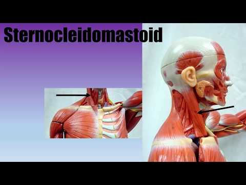 Muscle Actions: Sternocleidomastoid
