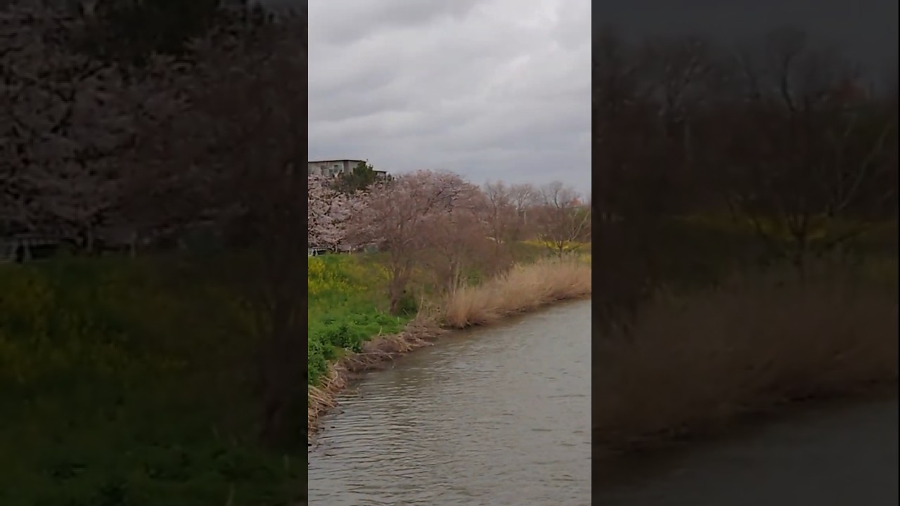 本日の綾瀬川。3/31-3