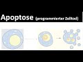 Apoptosis - programmed cell death [+ necrosis] - [Biology, upper secondary level]