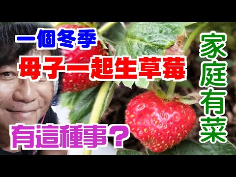 【家庭有菜】草莓種植奇觀，一個冬天二代同生草莓