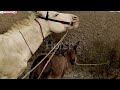 Donkey Mating Caught In Home Village Rare Rural Animal Breeding Scene