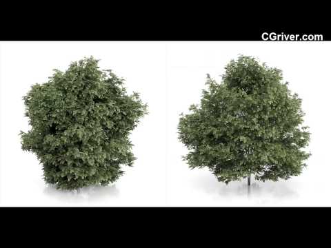 CGAxis 3D Model Vol. 54 - Photo-Realistic 3D Trees and Vegetation - CGriver.com