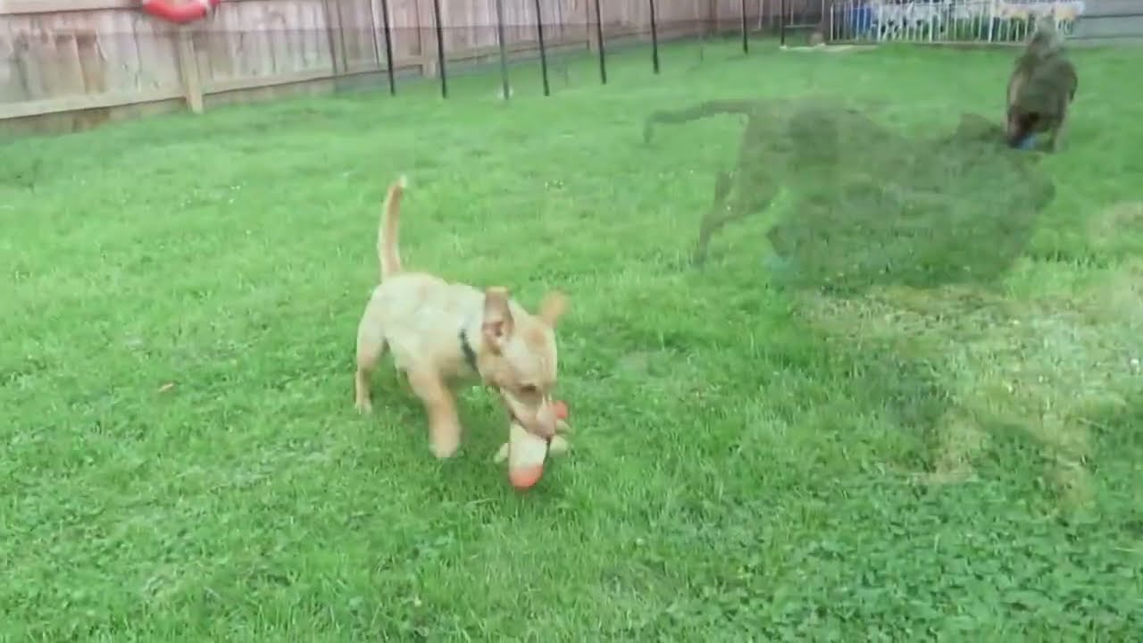 Enlarge Cody, a Adoptable mixed breed in Crown Point, IN video 2/6