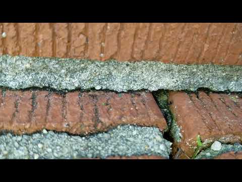 The Symbiotic Relationship Between Ants and Aphids in Point Pleasant Beach, NJ