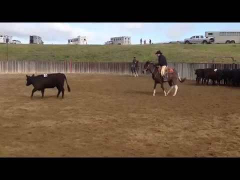 Rebel mules winning Cutting run Santa Ynez Mule Classic