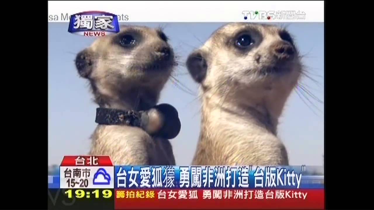 〈獨家〉台女愛狐獴 勇闖非洲打造「台版Kitty」