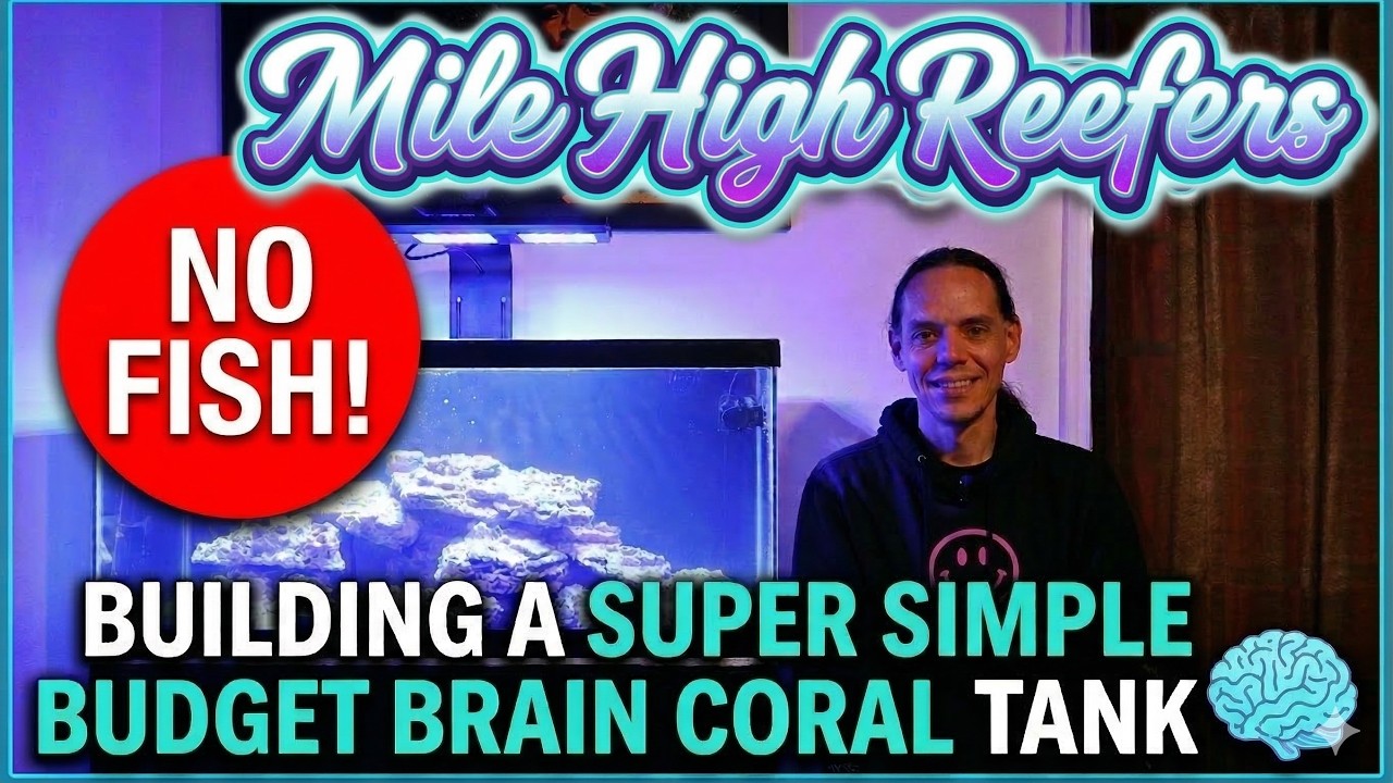Designing a Stupid Simple Stupide Cheap Brain Coral Tank With No Fish