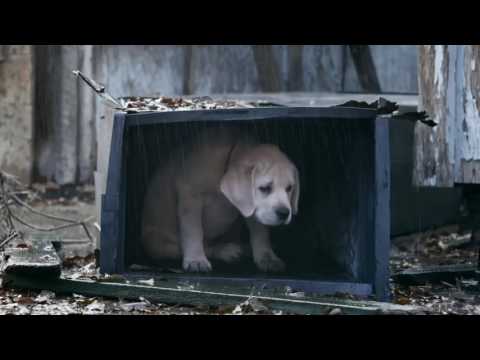 Budweiser Lost Dog Super Bowl Commercial
