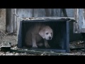 Budweiser Lost Dog Super Bowl Commercial