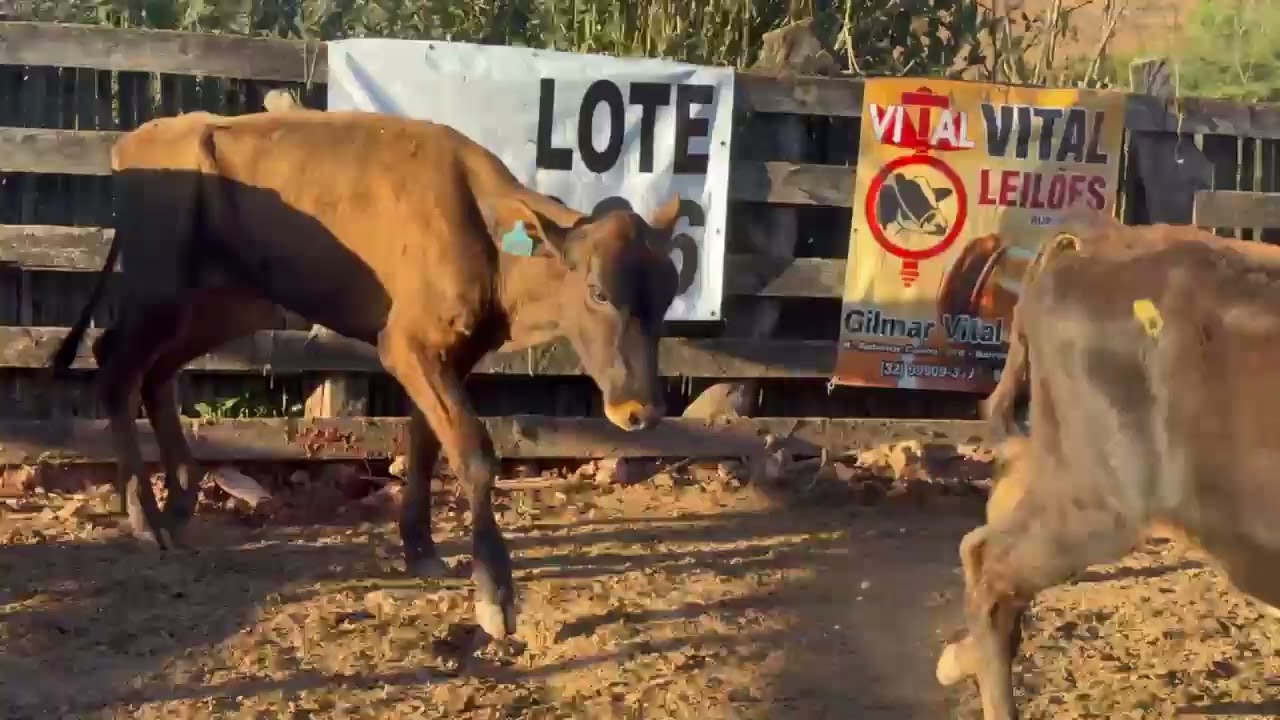 LOTE 66