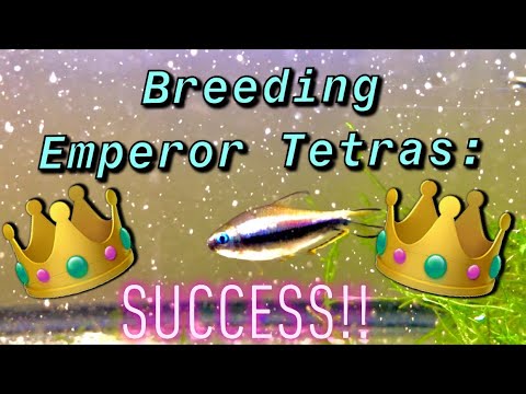 Tetra cisárska (Nematobrycon palmeri) — species profil, akvárium a starostlivosť