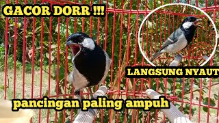 Download lagu SUARA PANCINGAN PALING AMPUH CUKUP 1 MENIT NYETEL INI GELATIK BAHAN LANGSUNG NYAUT !! #gelatik mp3 Download lagu SUARA PANCINGAN PALING AMPUH CUKUP 1 MENIT NYETEL INI GELATIK BAHAN LANGSUNG NYAUT !! #gelatik mp3