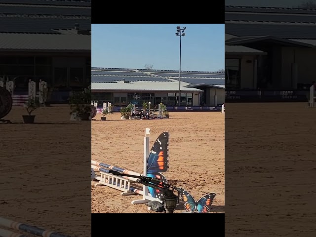 Poney fran&ccedil;ais de selle 4 ans