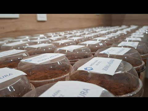 JEVMU-AŠURA MREŽA MLADIH MIZ VITEZ