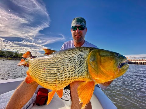 Golden Dorado 56lb/25.4KG in Salto Grande on the Uruguay River