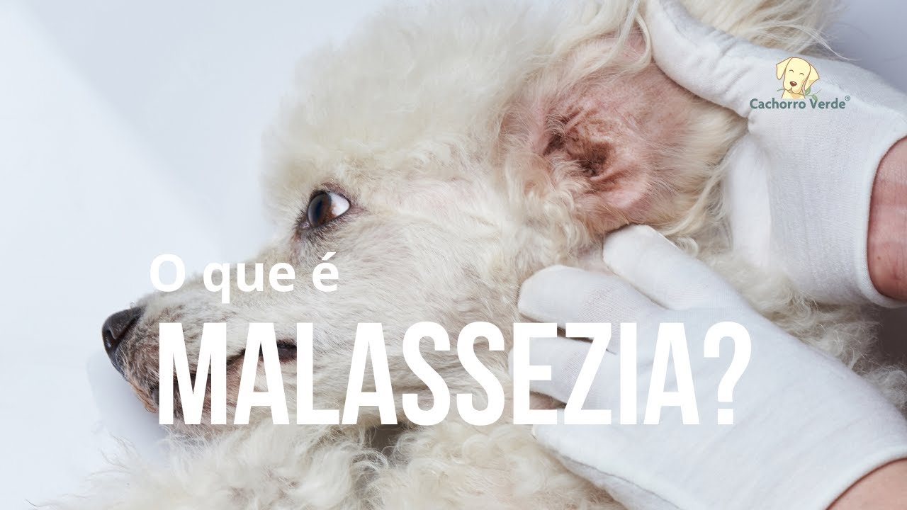 O que é Malassezia?