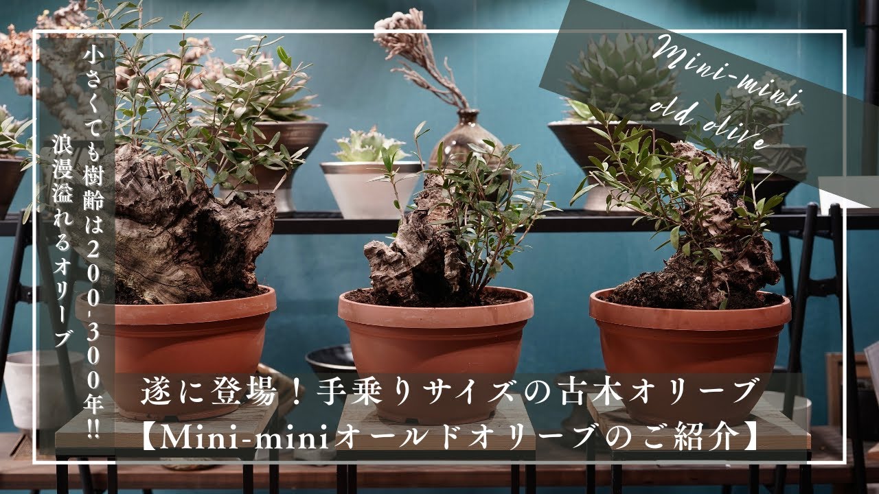 遂に登場！手乗りサイズの古木オリーブ【Mini miniオールドオリーブのご紹介】
