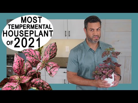 2021 年家庭盆栽趨勢：最耐寒的植物：圓點植物（Hypoestes Phyllostachya）養護與小貼士 (Houseplant Trends 2021: Most Tempermental: The Polka Dot Plant (Hypoestes Phyllostachya) Care + Tips)