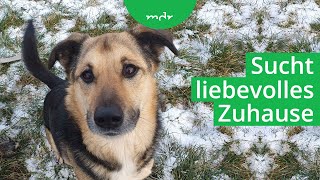 Tiervermittlung aus dem Tierheim Jena | Tierisch tierisch | MDR