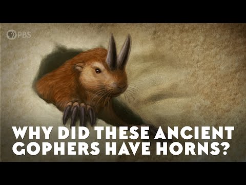 Why Did These Ancient Gophers Have Horns?