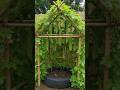 New Bitter Gourd Tree Planting Methods To Harvest Bitter Gourds #garden #fruits #nature #diy