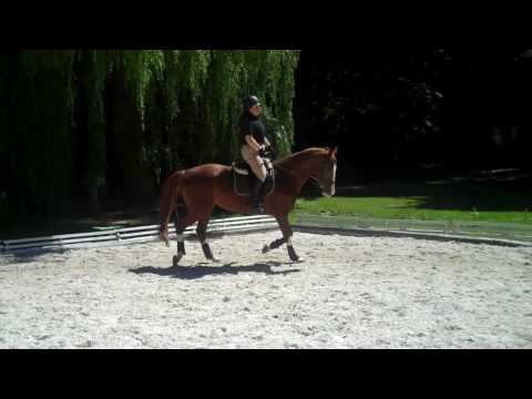 Michelle Binder-Zolezzi works a young horse.mp4