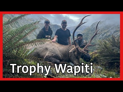 We Found A Trophy Wapiti! Trophy elk!