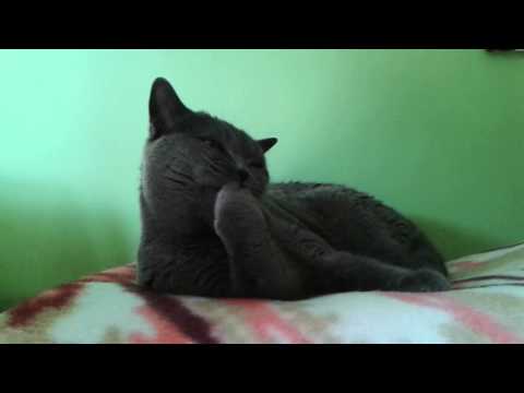 Mimi - british shorthair cat