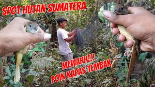 Download lagu BERPETUALANG SENDIRI MIKAT BURUNG KAPAS TEMBAK DI DALAM HUTAN SUMATERA mp3 Download lagu BERPETUALANG SENDIRI MIKAT BURUNG KAPAS TEMBAK DI DALAM HUTAN SUMATERA mp3