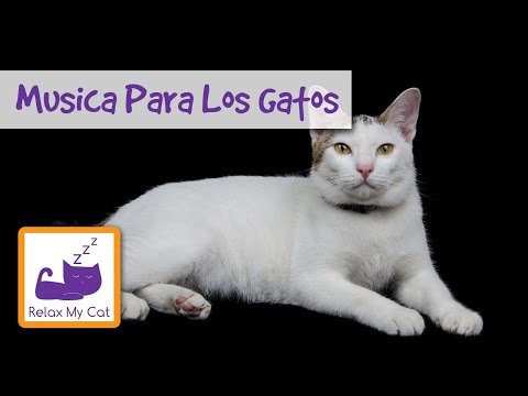 Música para los gatos - Científicos crean Música Especialmente para los gatos
