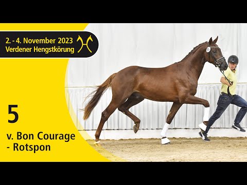 Verden Stallion Licensing 2023 - Dressage - Nov. 2-4 - No. 5 Stallion by Bon Courage - Rotspon