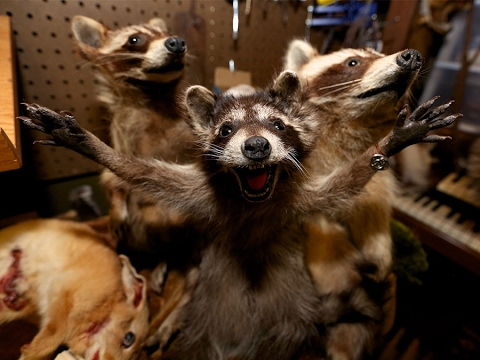 download lagu mp3 mp4 Taxidermist In Kentucky, download lagu Taxidermist In Kentucky gratis, unduh video klip Taxidermist In Kentucky