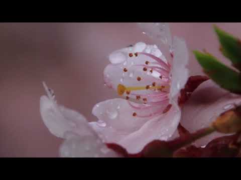 映像作家 保山耕一氏 による「奈良、時の雫」　五條新町桜編