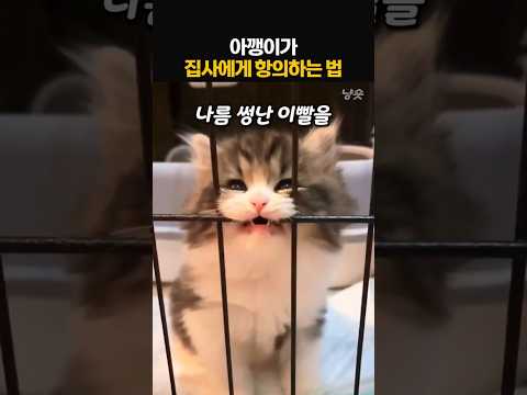 아기고양이가 집사에게 항의하는 법