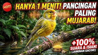 Download lagu Masteran kenari isian super mewah mp3 Download lagu Masteran kenari isian super mewah mp3