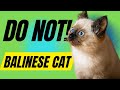7 Reasons You Should NOT Get a Balinese Cat