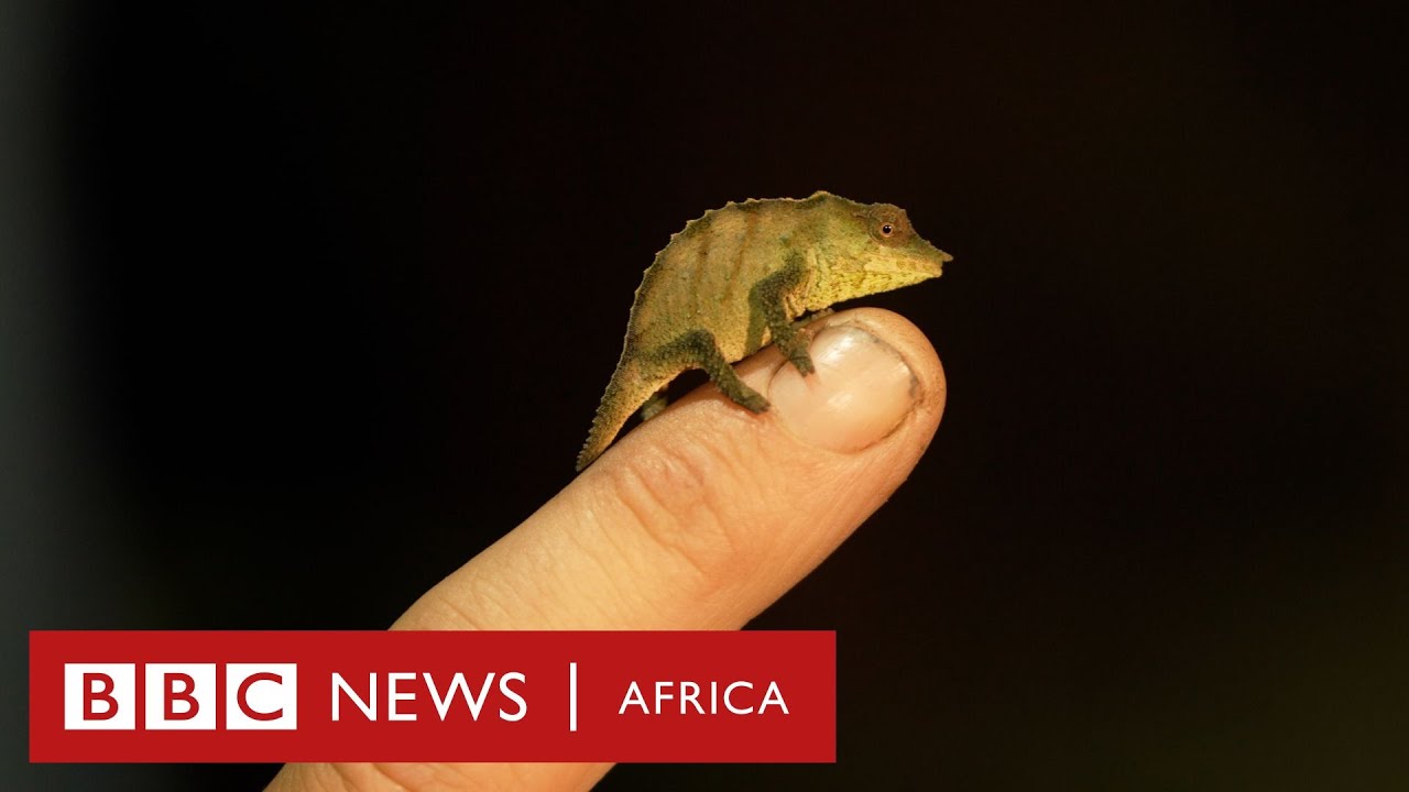 Mozambique's secret rainforest in the sky - BBC Africa