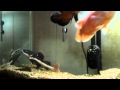 Red Tail Catfish Eating Mice!!!!! 