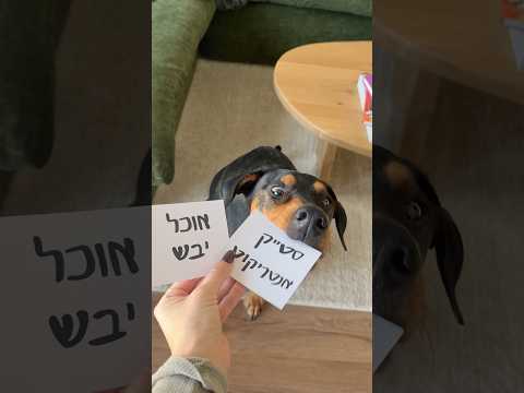 סליחה אוהבת אותך #אילוף #גורים #כלבים