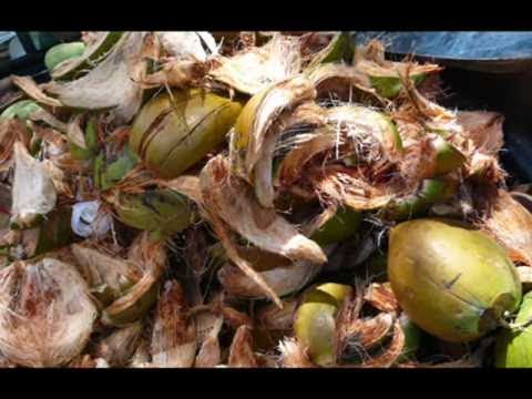 SASHA BARBOT - Island  Dream (Promo Video)