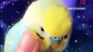 セキセイインコのコマさん(•.ꀎ.•)