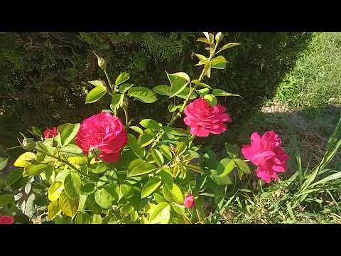 Schitul Crucii, Mănăstirea Coșlogeni