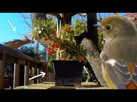 ムクドリを怖がらせるものは何ですか？鳥の餌台や庭から永遠に追い払うための 4 つのヒント  庭園