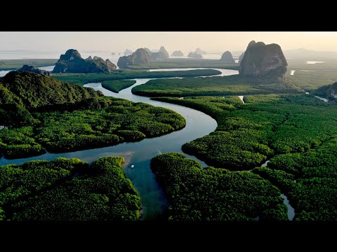 Amazon - The largest rainforest in the world / Documentary