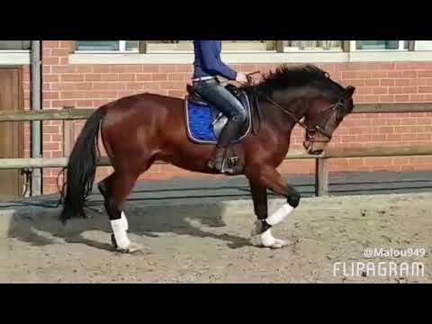 4 jähriger Wallach von Franziskus; angeritten