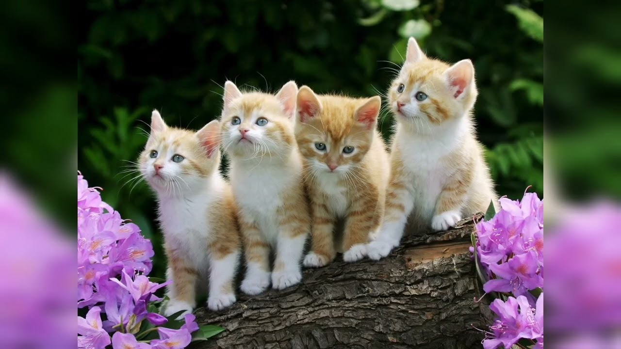 Cute Cats HD 4K Wallpaper 🐱 | Relaxing Cat Screensaver for Stress Relief & Sleep #spreadinghappiness