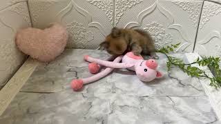 ハーフ犬の動画01