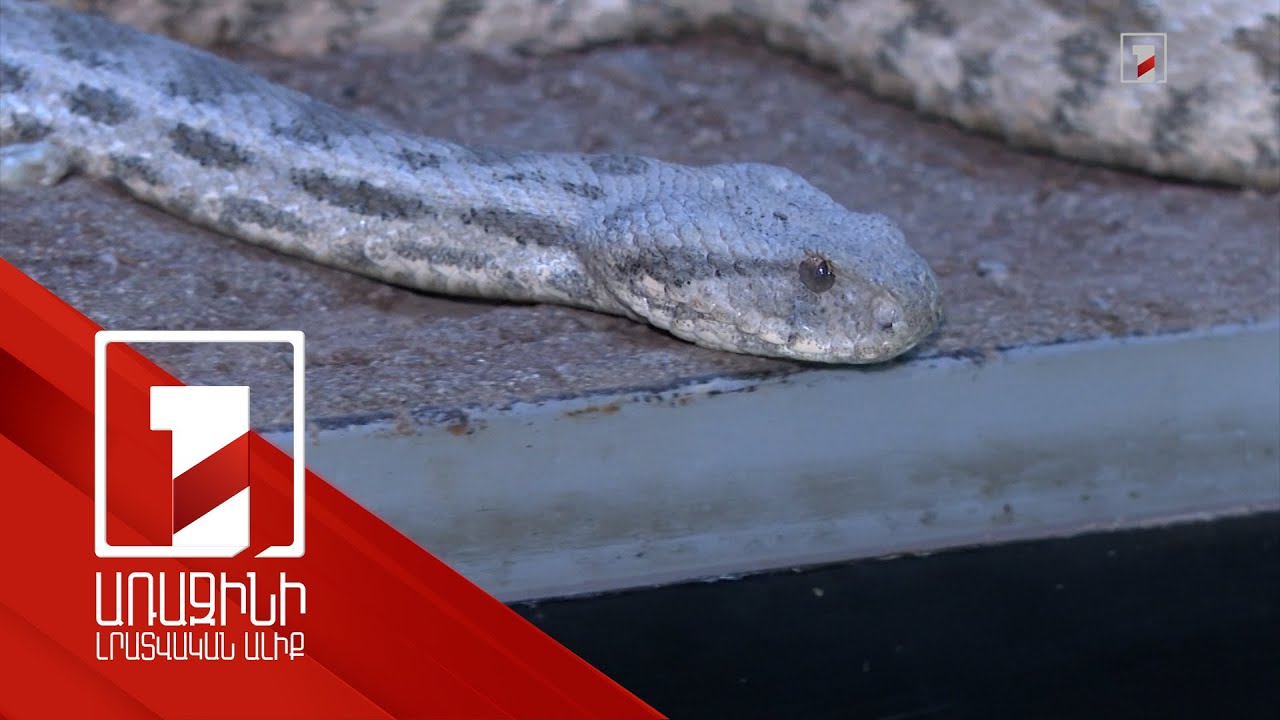 ՀՀ-ում ամենաթունավոր օձերը հանդիպում են Արարատյան դաշտում, Կոտայքում, Մեղրիում և Վայոց ձորում