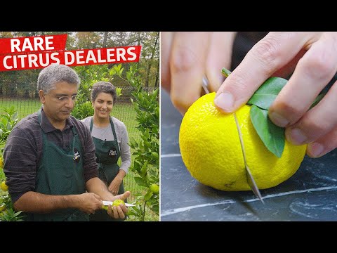 How a New Jersey Family Grows and Sells Yuzu to Michelin-Starred Restaurants — Vendors